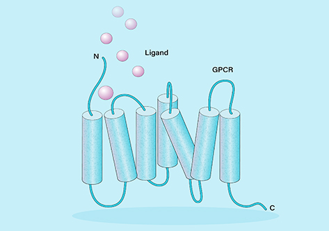 GPCR Stable Cell Lines