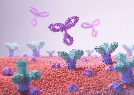 Anti-CD Antibodies