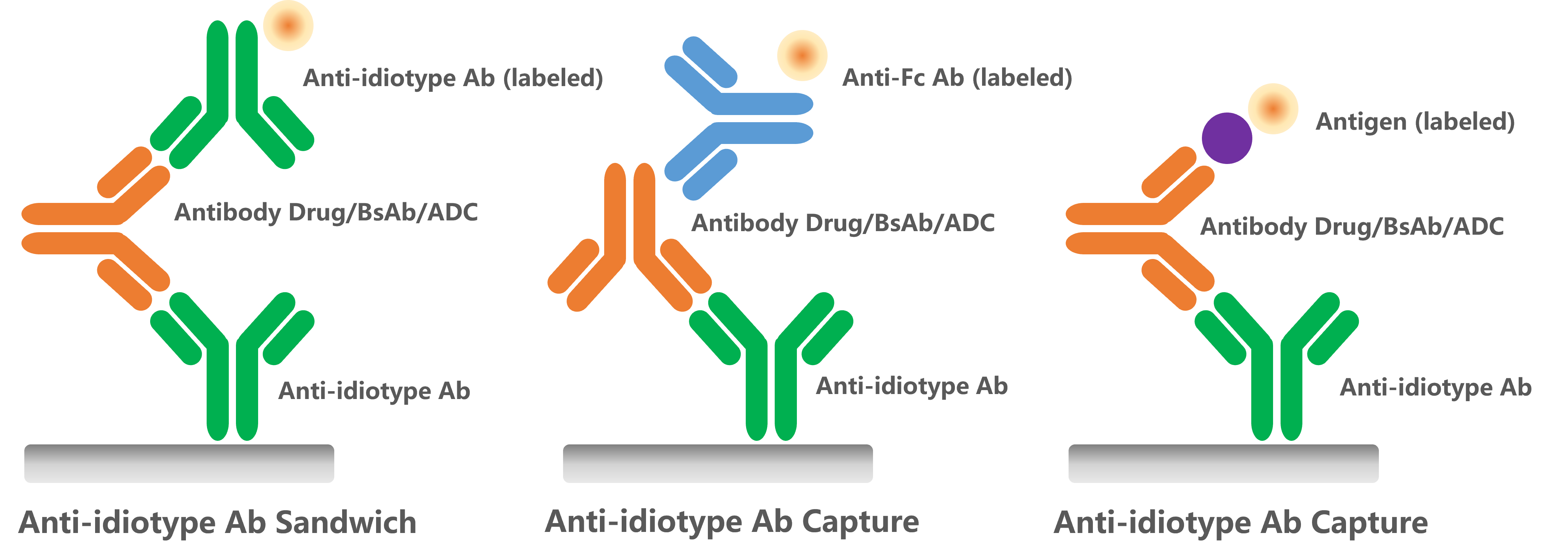 GenScript’s anti-idiotype antibodies