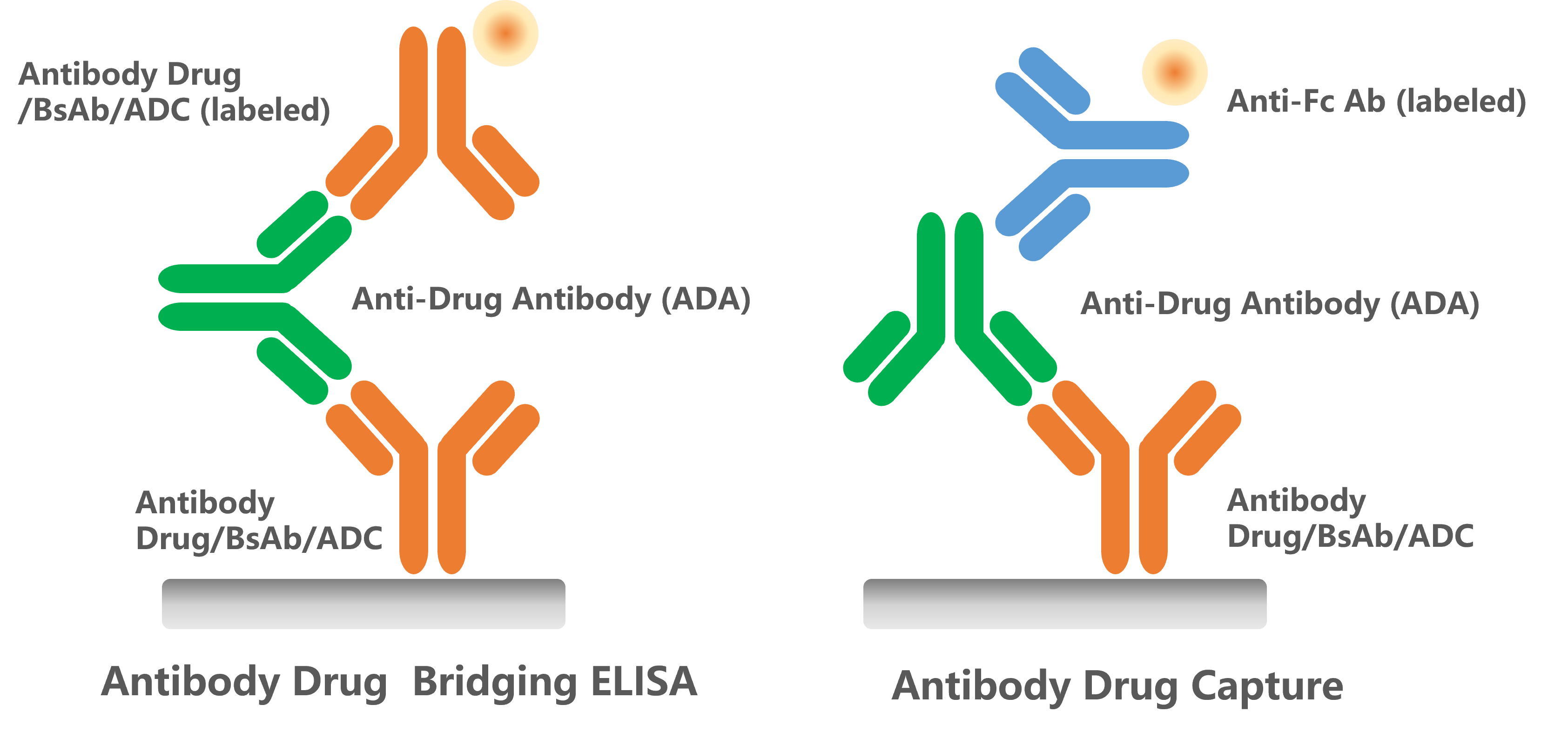 GenScript’s anti-idiotype antibodies