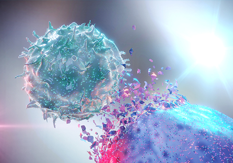 Fc Receptor Stable Cell Lines