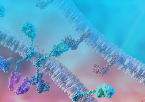 Immune Checkpoint Stable Cell Lines 