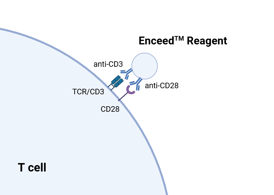 Enceed™ T cell Activation Reagent