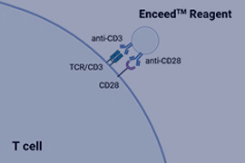 Enceed™ T Cell Activation Reagent