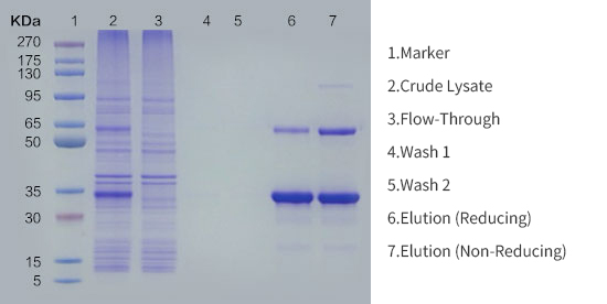 SDS-PAGE Analysis of Purification Using L00666