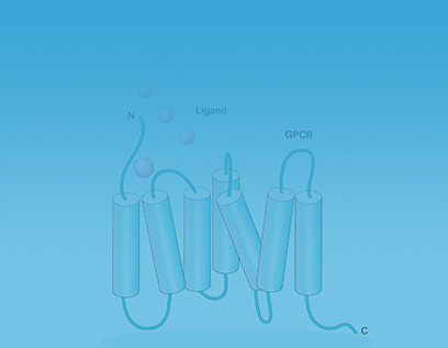 GPCR Stable Cell Lines
