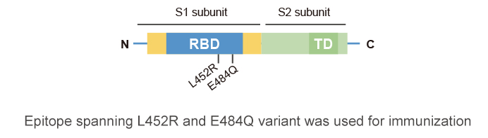 Delta Variant Spike Protein Schematic