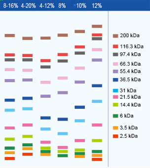 SDS PAGE gel