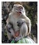 transgenic Monkeys