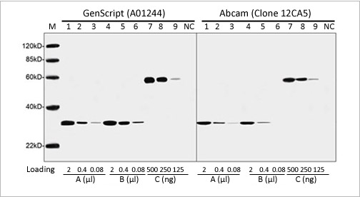 HA tag Antibody HA tag Antibody