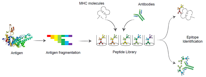 General strategy for antibody epitope mapping and identification