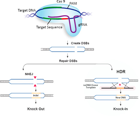Mechanism of CRISPR HDR based gene editing