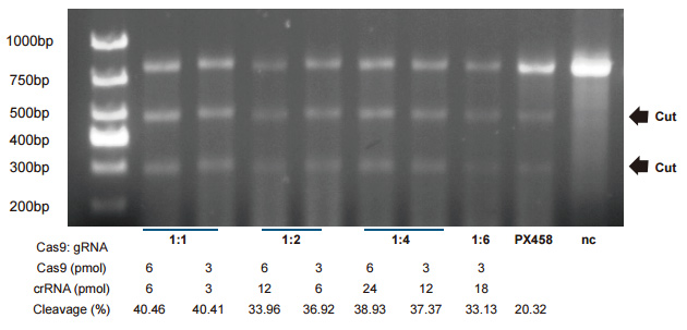 New crRNA/Cas9 work studies to optimize your CRISPR editing efficiency.