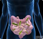circadian clock, intestinal microbes, diurnal rhythm