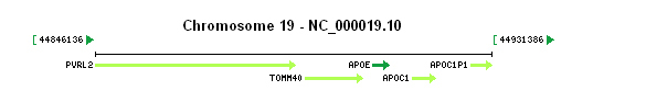 APOE gene Genomic context
