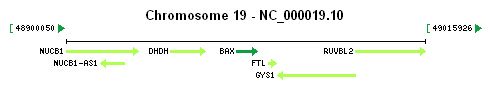 BAX gene Genomic context