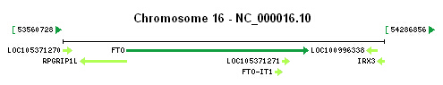 FTO gene Genomic context