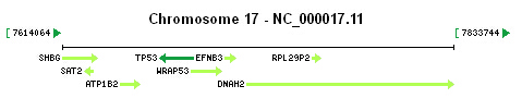 TP53 gene Genomic context