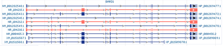BARD1 gene Genomic sequence