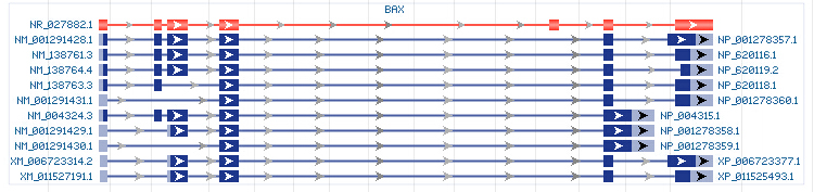 BAX gene Genomic sequence
