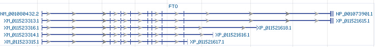 FTO gene Genomic sequence
