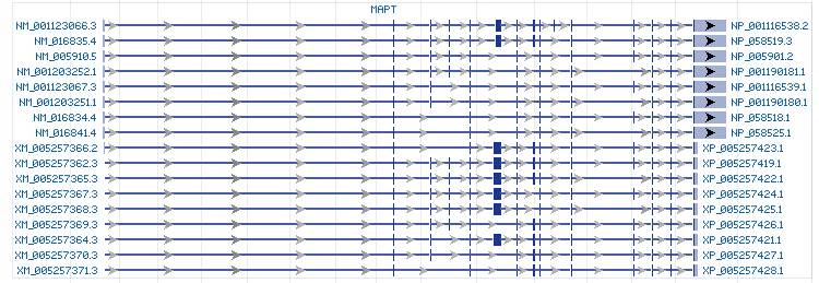 MAPT gene Genomic sequence