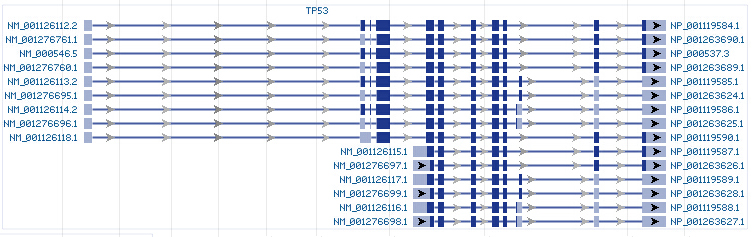 TP53 gene Genomic sequence