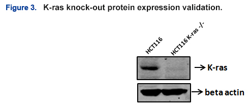 K-ras knock-out protein expression validation K-ras knock-out protein expression validation