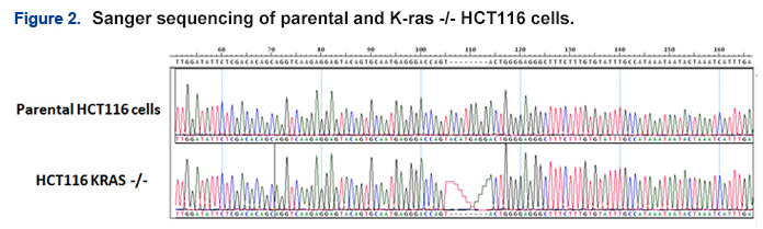 sanger sequencing of parental and K-ras cells sanger sequencing of parental and K-ras cells