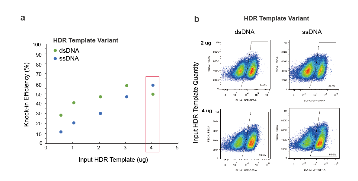ssDNA vs dsDNA templates- similar knock-in efficiency