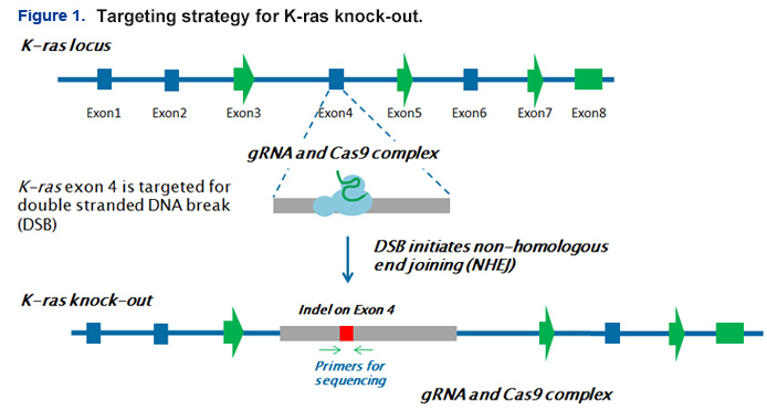 targeting strategy of K-ras knock-out targeting strategy of K-ras knock-out
