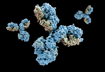 Quick and economical method of determining the specificity of antibody drug lead and target-binding moiety for the target