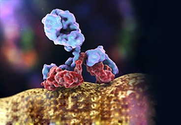 Memory T Cells: Function, Creation, and Origins | GenScript