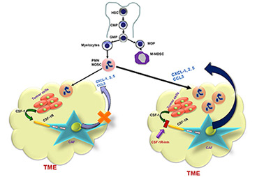 Alteration of tumor microenvironment to achieve better anti-tumor effects