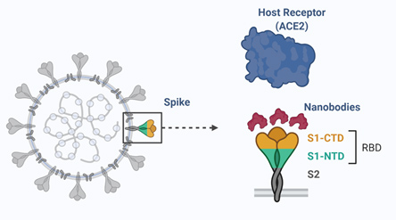 Spike-Receptor Binding Mechanism of SARS-CoV-2
