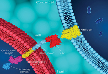 CAR T-Cell Therapies with a Bispecific Twist