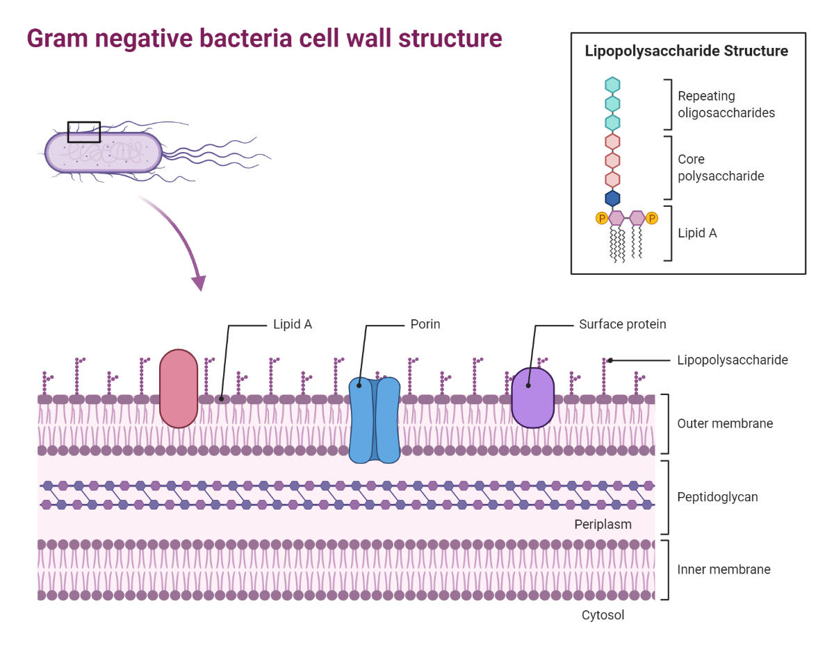 Gram negative bacteria cell wall structure