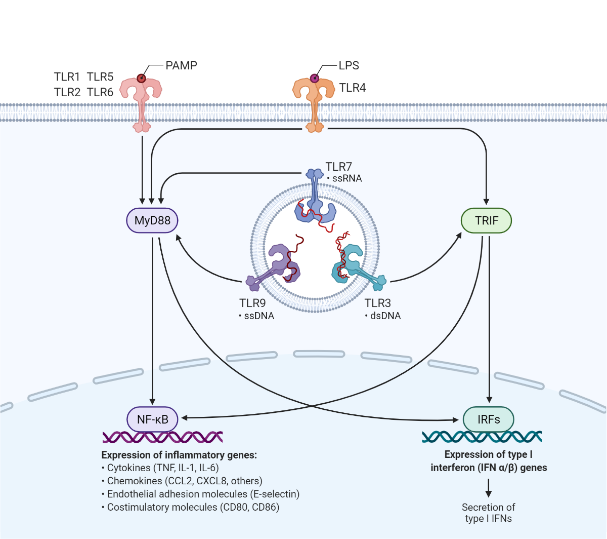 TLR signaling pathway