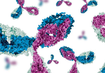 Developing Bispecific Antibodies