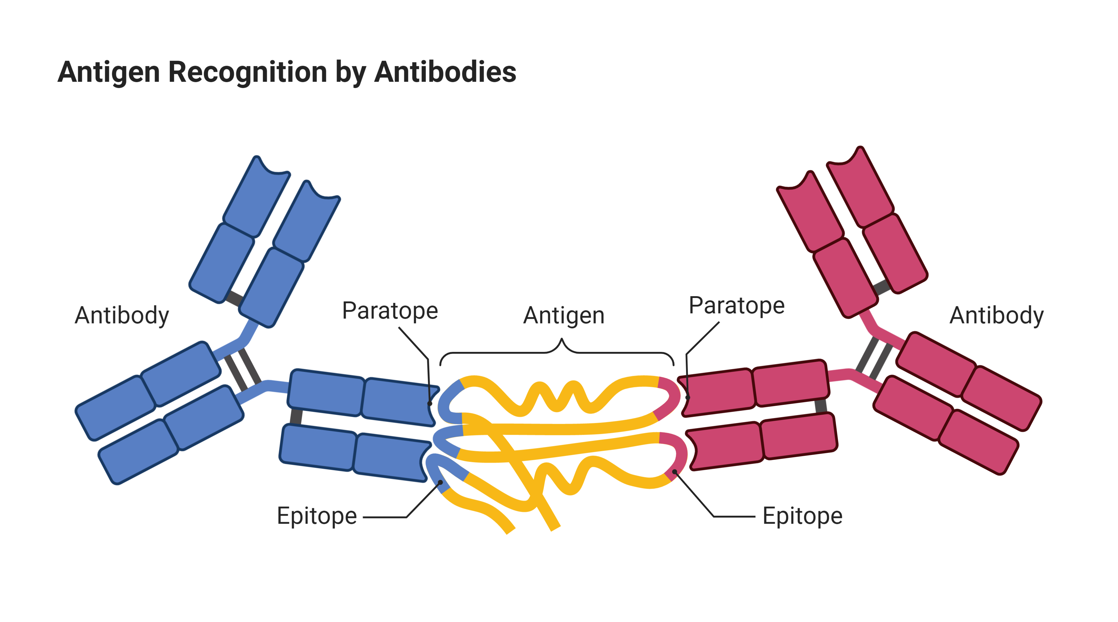 Antigen Recognition by Antibodies