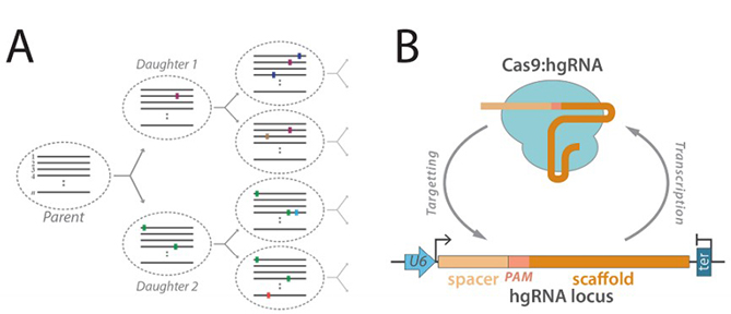 Use hgRNA to Barcode Whole Genomic DNA in vivo