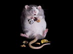 olfactory NOT patient, Olfactory Receptors, neuron AND receptor, obesity AND metabolism NOT clinical, obesity and not clinical, odorant cues, odorant receptor, stress + metabolism and not clinical, diet metabolism