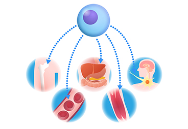 Induced pluripotent stem cells  - How they are produced and how we use them