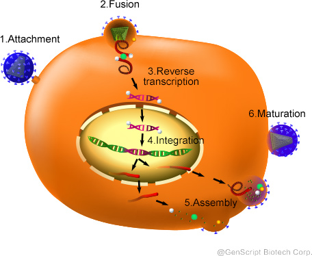 Life Cycle of HIV