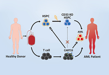 CAR-T cell become 