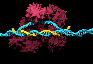 Nanoparticles Carrying CRISPR