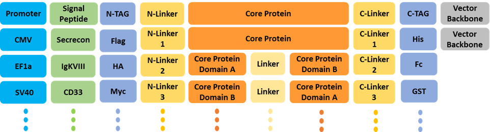 Combinatorial modular assembly for recombinant protein and antibody expression.