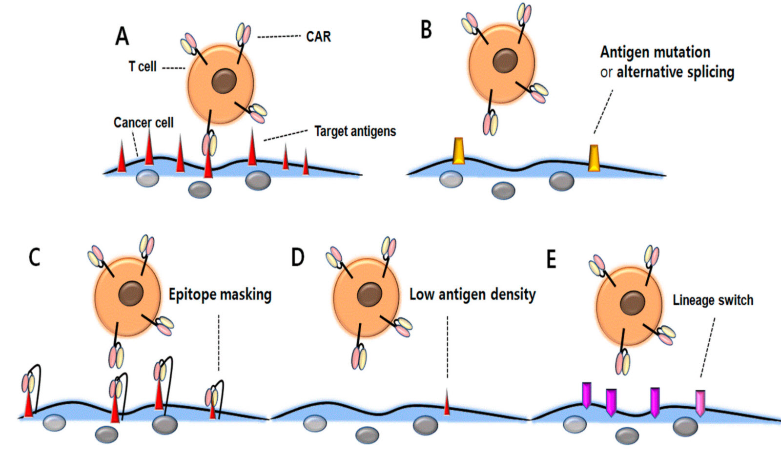 Resistance mechanisms with antigen loss following CD19 CAR T-cell therapy