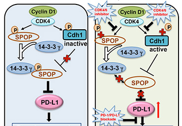 The combination of CDK4/6 inhibitor and PD-1/PD-L1 immune checkpoint blocker is expected to enhance treatment efficacy