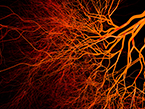 blood vessel